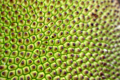 Textures of the JackFruit