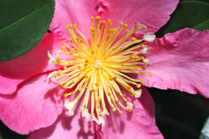 Dew droplets on a Camelia