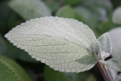 Velvety Leaf