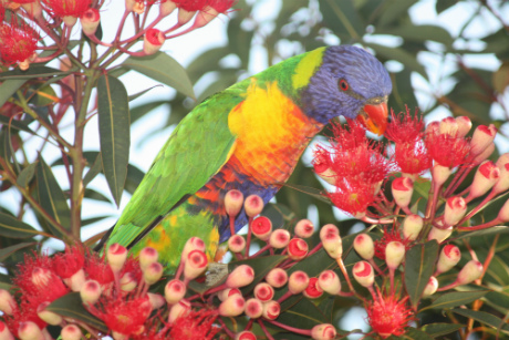 Rainbow Lorikeet eating nectar