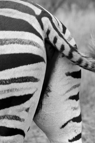 Close 'quarters' with a Zebra