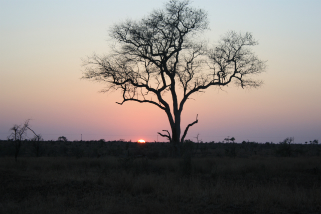 African Dawn (2010)