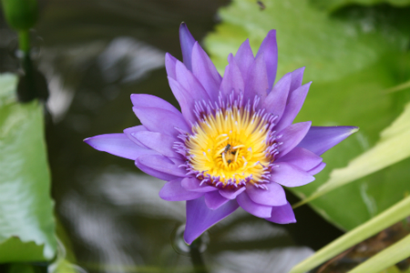 Water Lilly